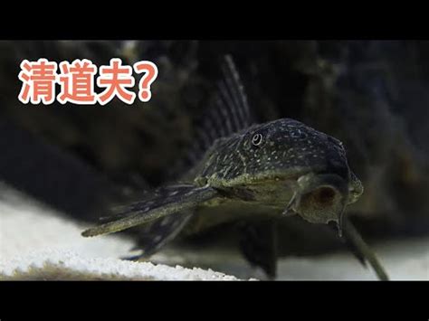 卡通頭髮 清道夫魚種類